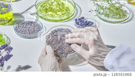 Close-up of petri dish filled with herbs being examined and mixed by gloved hands in a skincare formulation lab. Lavender is an herb with many uses. Close-up of petri dish filled with herbs being examined and mixed by gloved hands in a skincare formulation lab. Lavender is an herb with many uses. 126581068