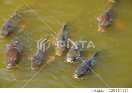 池の鯉　 126581123