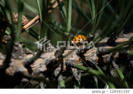 A closeup of a colorful ladybug on vibrant pine needles, showcasing natures beauty A closeup of a colorful ladybug on vibrant pine needles, showcasing natures beauty 126581192