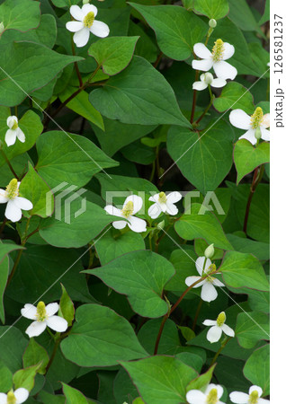 6月に咲くどくだみの白い花 6月に咲くどくだみの白い花 126581237