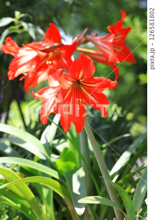 大輪のアマリリス 126581802