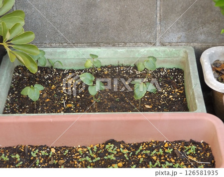 プランターに植えられたオクラの苗 プランターに植えられたオクラの苗 126581935