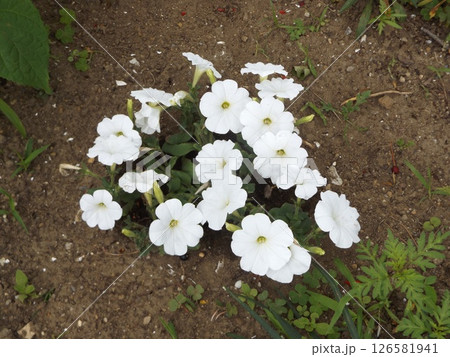 こじま花の会花畑に育つペチニアの白い花 126581941