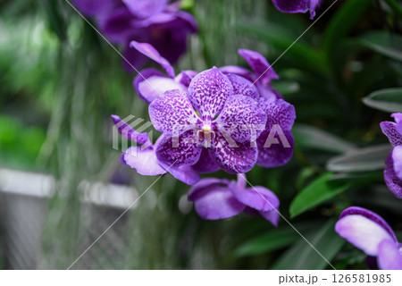Horizontal photo of bluish violet Vanda orchid in bloom. Rich tropical tones and petal texture ideal for cards, themes or background use. 126581985