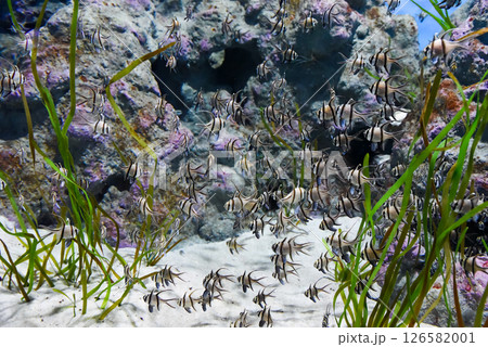 A large group of Banggai cardinalfish Pterapogon kauderni swims among green algae in a public aquarium in Singapore. Distinct black stripes and long fins. A large group of Banggai cardinalfish Pterapogon kauderni swims among green algae in a public aquarium in Singapore. Distinct black stripes and long fins. 126582001
