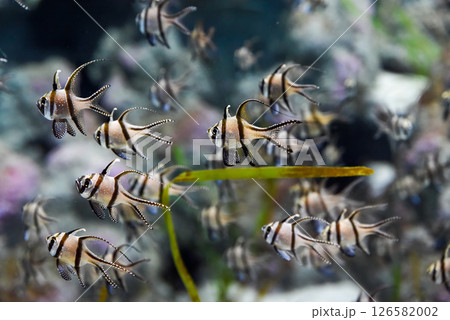 Several Banggai cardinalfish with striped silver bodies and long black fins swim in a tropical aquarium in Singapore. Close view of the peaceful species. 126582002