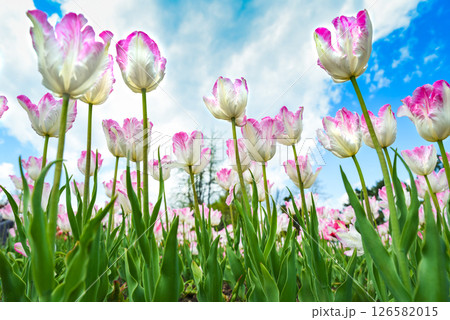 Silver Parrot tulips with white petals and pink edges viewed from below against blue sky with clouds, ideal floral background for greeting cards. 126582015