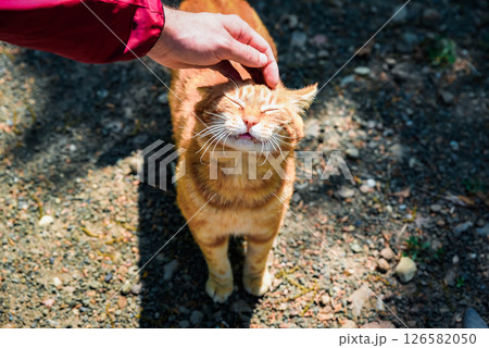 Ginger cat with closed eyes enjoys being petted by a man's hand under sunlight, top view on a warm sunny day. 126582050