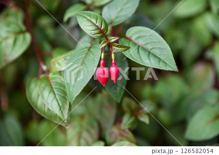 Pink flower buds of Fuchsia hybrida in early stage of bloom, a tropical ornamental plant from the Onagraceae family, close-up view. Pink flower buds of Fuchsia hybrida in early stage of bloom, a tropical ornamental plant from the Onagraceae family, close-up view. 126582054