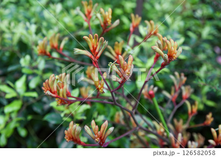 Bright Anigozanthos flavidus kangaroo paw with vivid orange green red flowers. Evergreen Kangaroo Paw plant in Singapore tropical gardens. Bright Anigozanthos flavidus kangaroo paw with vivid orange green red flowers. Evergreen Kangaroo Paw plant in Singapore tropical gardens. 126582058
