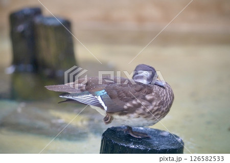 片足で眠る可愛いカモの姿 片足で眠る可愛いカモの姿 126582533