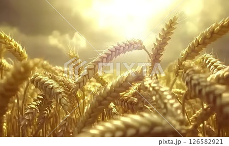 Golden wheat field under a bright, hazy sky, close-up view of ri Golden wheat field under a bright, hazy sky, close-up view of ri 126582921
