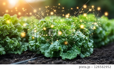Illuminated Lettuce Crop Connected by Digital Network 126582952