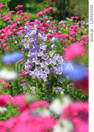 初夏の花畑（ カンパニュラ、ムシトリナデシコ、ニゲラ） 126583082