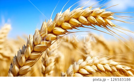 Golden Wheat Stalks Against Vivid Blue Sky 126583186