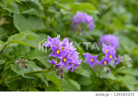 初夏の菜園のメークインの花 じゃがいもの花 初夏の菜園のメークインの花 じゃがいもの花 126583335