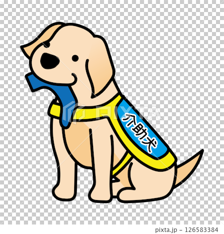 A floppy-eared service dog bringing socks 126583384