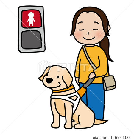赤信号で止まるたれ耳の盲導犬 126583388