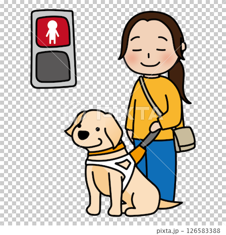 赤信号で止まるたれ耳の盲導犬 126583388