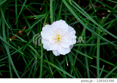 散った花と緑の草 126583398