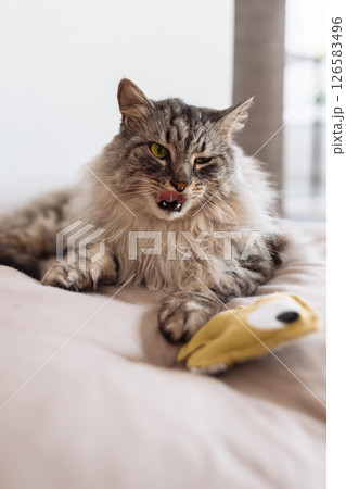 Domestic fluffy gray cat lies on a pillow with his favorite toy Domestic fluffy gray cat lies on a pillow with his favorite toy 126583496