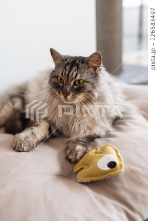 Domestic fluffy gray cat lies on a pillow with his favorite toy Domestic fluffy gray cat lies on a pillow with his favorite toy 126583497