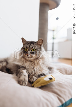 Domestic fluffy gray cat lies on a pillow with his favorite toy 126583504