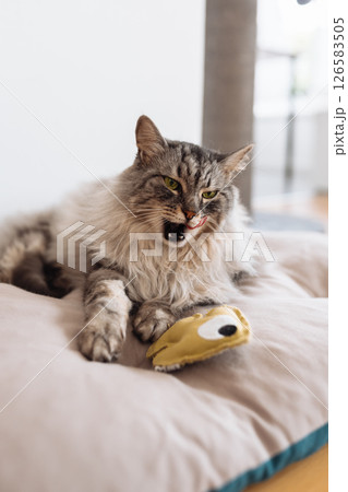 Domestic fluffy gray cat lies on a pillow with his favorite toy Domestic fluffy gray cat lies on a pillow with his favorite toy 126583505