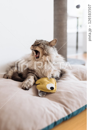 Domestic fluffy gray cat lies on a pillow with his favorite toy Domestic fluffy gray cat lies on a pillow with his favorite toy 126583507