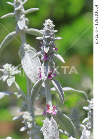 小さな花をつけたラミズイヤー（綿千代呂木 or ワタチョロギ） 126583614