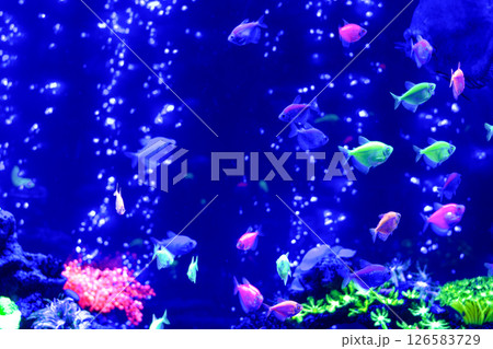 Small colorful fish in aquarium with blue light, selective focus, copy space Small colorful fish in aquarium with blue light, selective focus, copy space 126583729