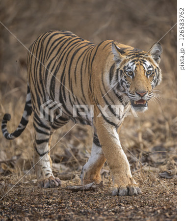 wild sub adult male bengal tiger or panthera tigris head on walking with eye contact at panna national park forest reserve madhya pradesh india during summer season morning safari 126583762