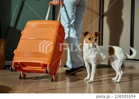 Woman leaving home with dog and suitcase. Small dog watching owner depart with luggage. Travel with pet Woman leaving home with dog and suitcase. Small dog watching owner depart with luggage. Travel with pet 126583834