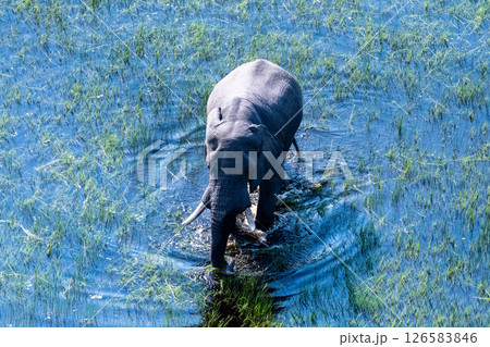 Aerial View of an African Elephant Aerial View of an African Elephant 126583846