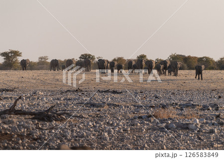 Bathing Elephants in Etosha 126583849