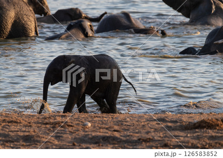 Bathing Elephants in Etosha 126583852