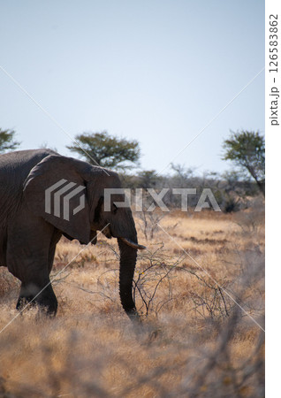 An African Elephant grazing in Etosha An African Elephant grazing in Etosha 126583862