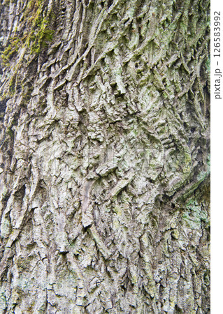 幹アップ 126583992