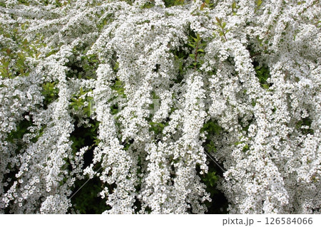 ユキヤナギの滝、春の陽光に煌めく白銀 126584066