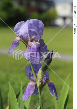 春の公園に咲くジャーマンアイリスの薄紫色の花 126584319