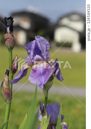 春の公園に咲くジャーマンアイリスの薄紫色の花 126584320