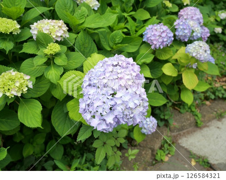 隅田公園に咲く紫の紫陽花 126584321