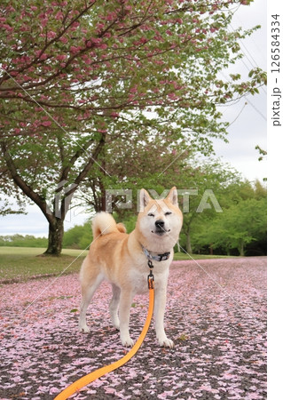 柴犬 126584334