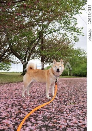 柴犬 柴犬 126584335