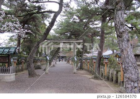 滋賀県：建部大社【日本遺産構成文化財】灯籠が並ぶ参道と二の鳥居／大津市 126584370