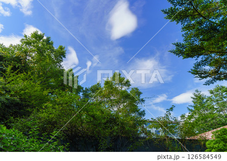 木々の間から見える夏空 126584549