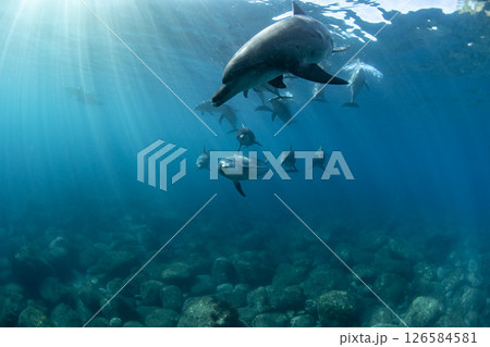 太陽光とたくさんの野生イルカ 126584581