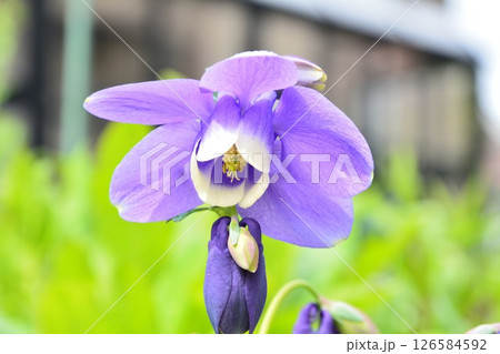 オダマキの花 オダマキの花 126584592