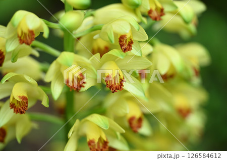 満開のガンゼキラン（岩石蘭） 126584612