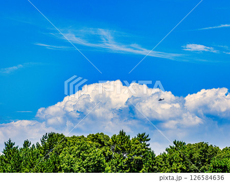 緑の木々と青い空 緑の木々と青い空 126584636
